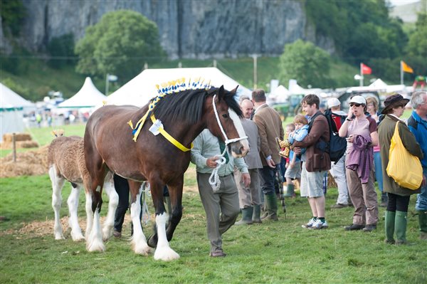 Shire Horses